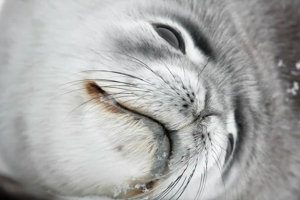 Baby seal — Stockfoto