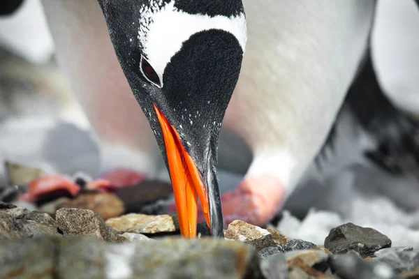 Black and white penguin — Stock Photo, Image