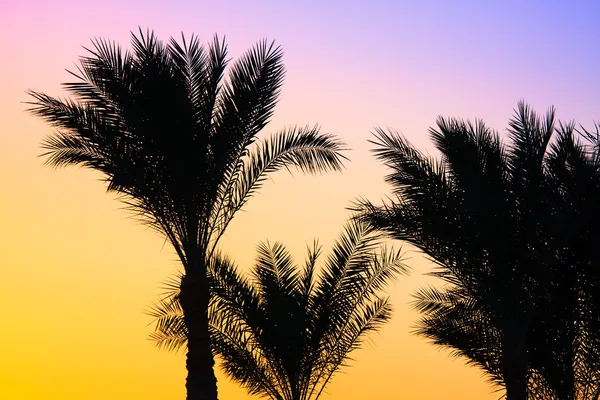 Árvore de palmeira silhueta — Fotografia de Stock