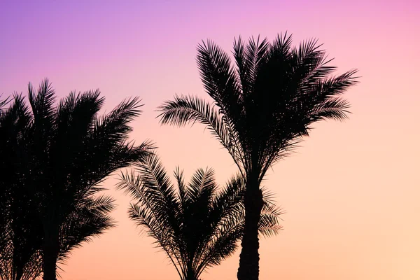 Silhouette palm tree — Stockfoto