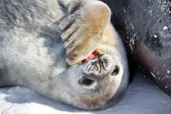 Yavru fokların — Stok fotoğraf