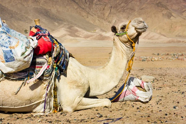 Tired camel — Stock Photo, Image