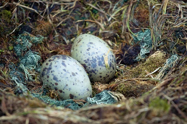 Два яйца — стоковое фото