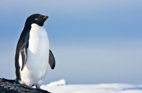 Pingouin noir et blanc — Photo