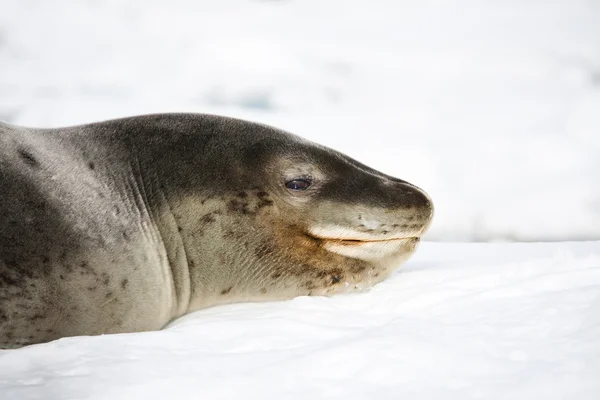 Baby seal — Stockfoto