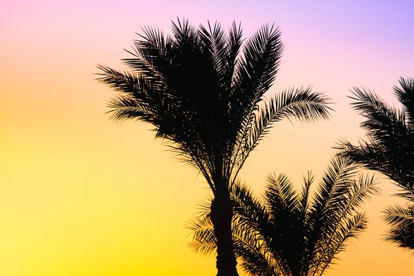 Silhueta de palmeiras — Fotografia de Stock