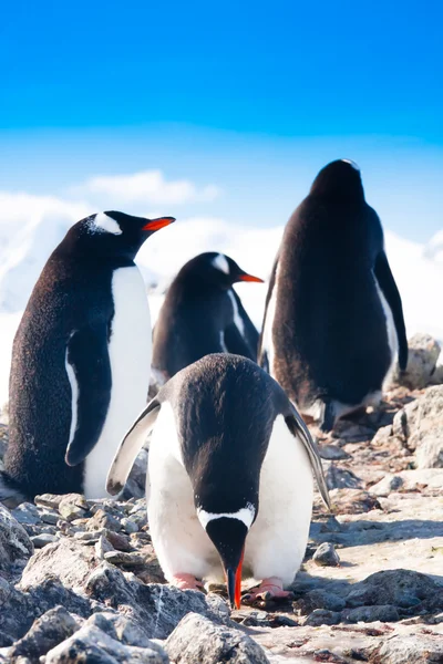 Pingvinek a rock — Stock Fotó