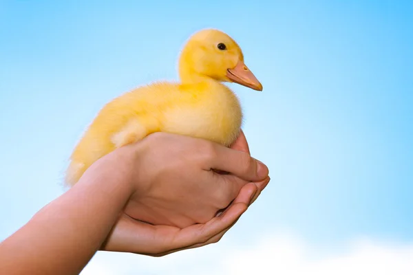 Duckling in human hands — Stock Photo, Image