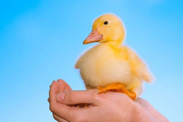 Duckling in human hands — Stock Photo, Image