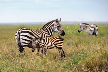 zebra ailesi