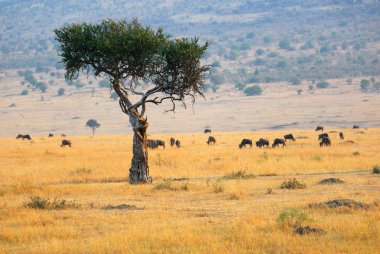 Yalnız ağaç ve antilop, Afrika yatay