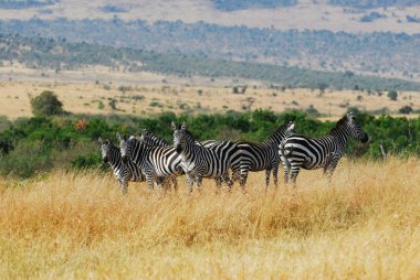 Zebralar masai mara hayvan sürüsü.