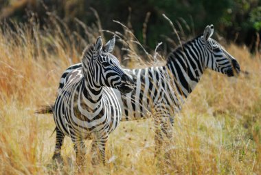 Zebras in a tall grass clipart