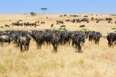 African landscape with antelopes gnu clipart