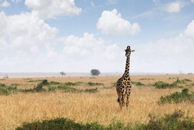 Afrika savanındaki zürafa