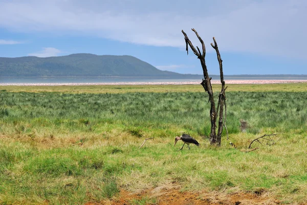 Dry plant and marabou stork, Nakuru Lake — Stock Photo, Image