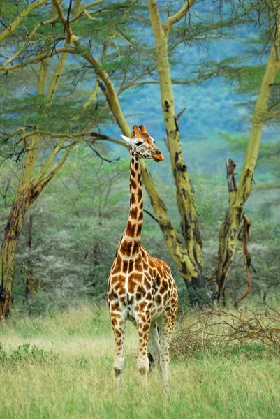 Жираф в лесу, Кения — стоковое фото