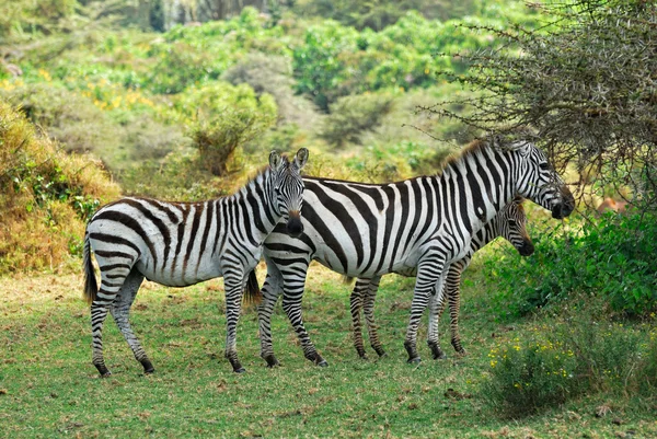 Zebrafamilie mit Fohlen — Stockfoto