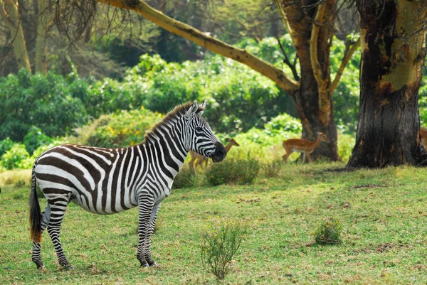 Зебра в лесу — стоковое фото