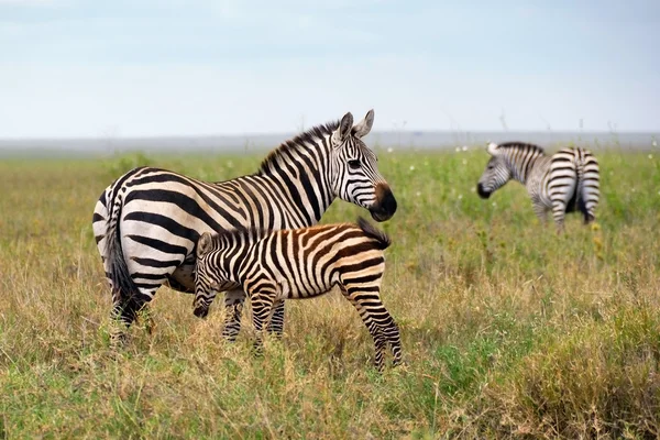 Famiglia di zebre — Foto Stock
