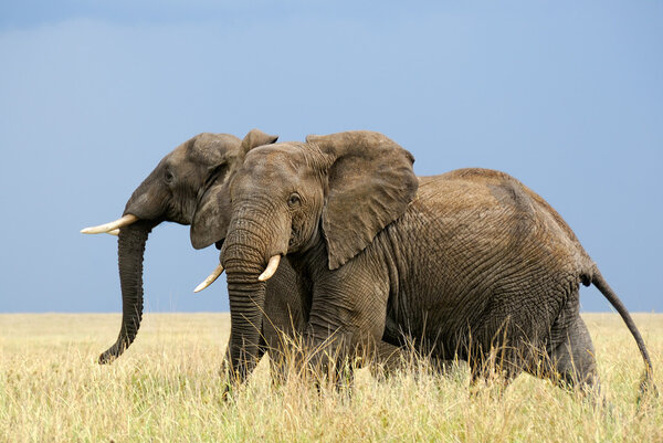 Running african elephants