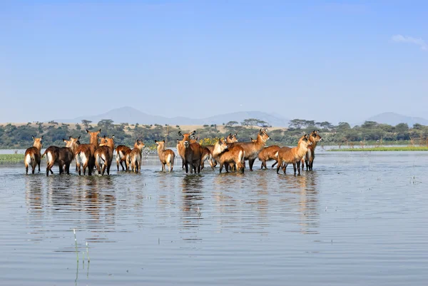 Herd of the antelopes Waterbuck in the water — Stock Photo, Image