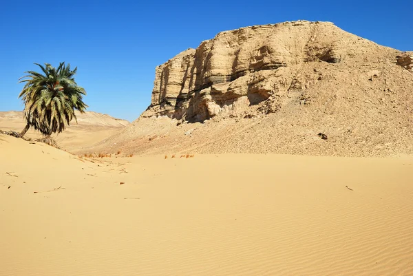 사막에서의 나무 — 스톡 사진