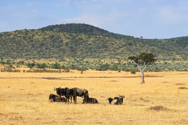 Paesaggio africano con antilope gnus — Foto Stock