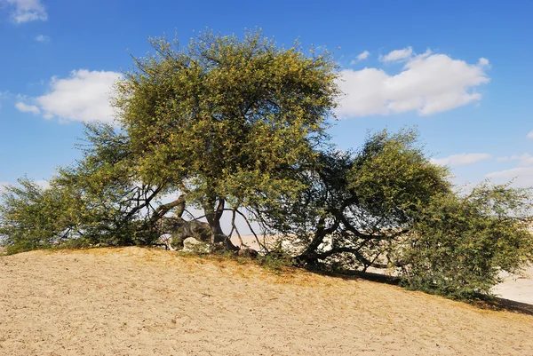 Acacia floreciente en el deset — Foto de Stock