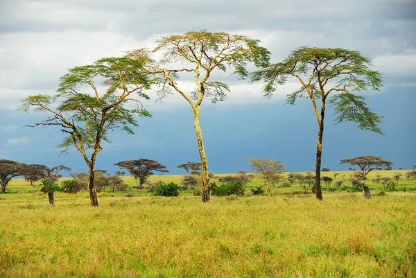 Träd står i savannen efter regn — Stockfoto