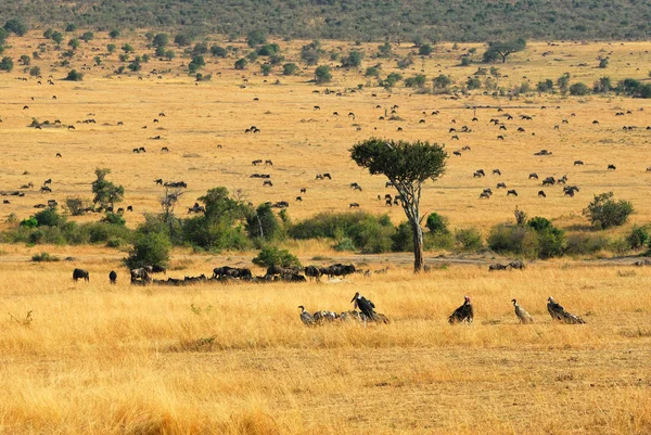 Африканський краєвид — стокове фото