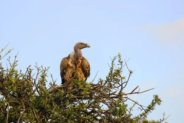 Stock image White-backed Vulture