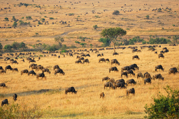 Африканский пейзаж с антилопой gnus
