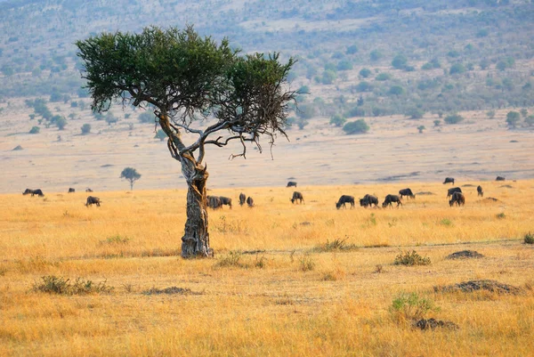 Paisaje africano con el árbol solitario y antílopes —  Fotos de Stock