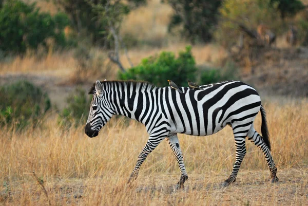 stock image Zebra