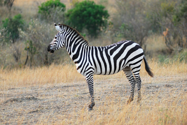 Lonely zebra in Masai Mara, Kenya