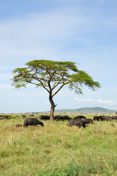 Buvoly v serengeti — Stock fotografie