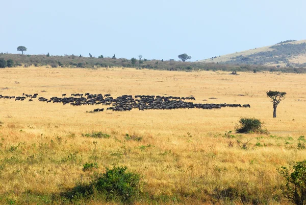Αφρικανικό τοπίο με αντιλόπες gnu — Φωτογραφία Αρχείου