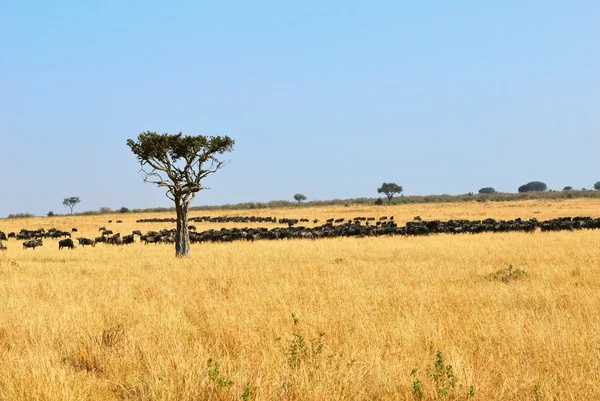 Paesaggio africano con antilopi gnu — Foto Stock