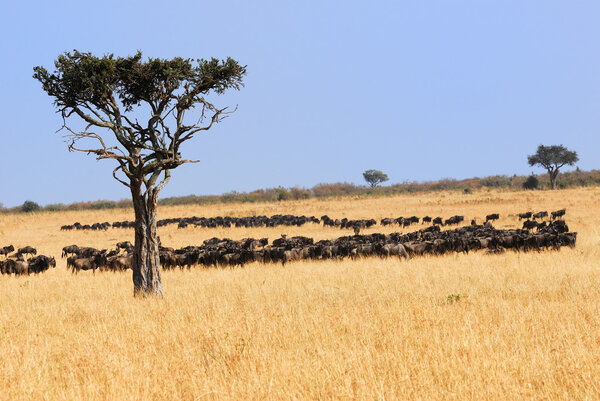 Африканский пейзаж с антилопами гну
