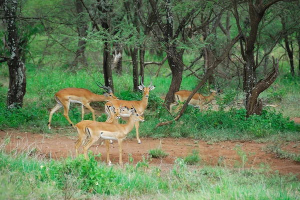 Antilopen-Impala — Stockfoto