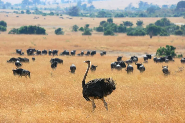 Ostrich and antelope gnu — Stock Photo, Image