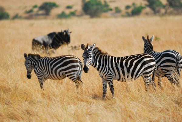 Zebras herd in the savannah, Masai Mara, Kenya