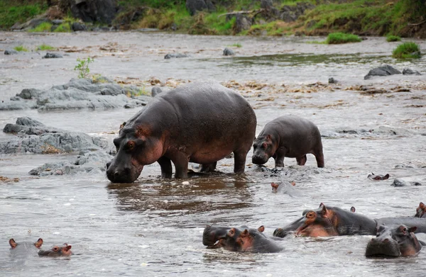 Família Hippopotamus — Fotografia de Stock