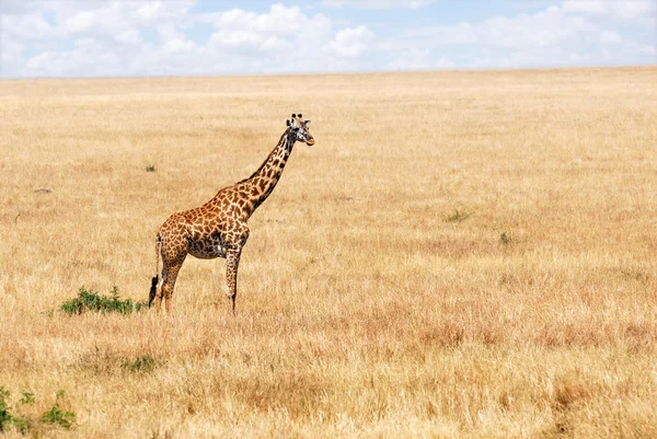 Żyrafa w afrykańskiej sawannie — Zdjęcie stockowe