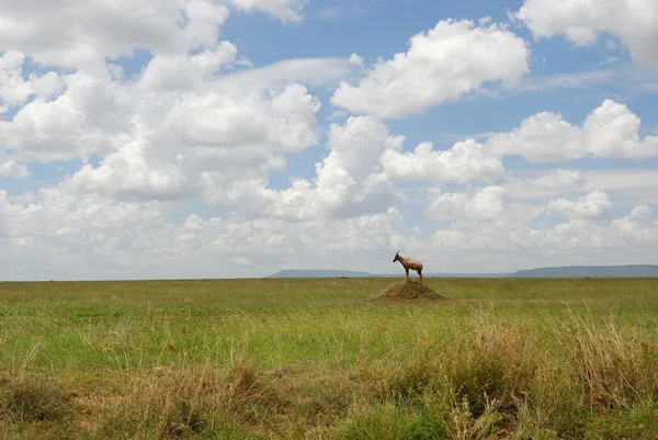 非洲大草原 — 图库照片