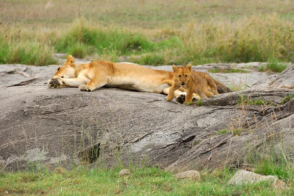 Família dos Leões — Fotografia de Stock