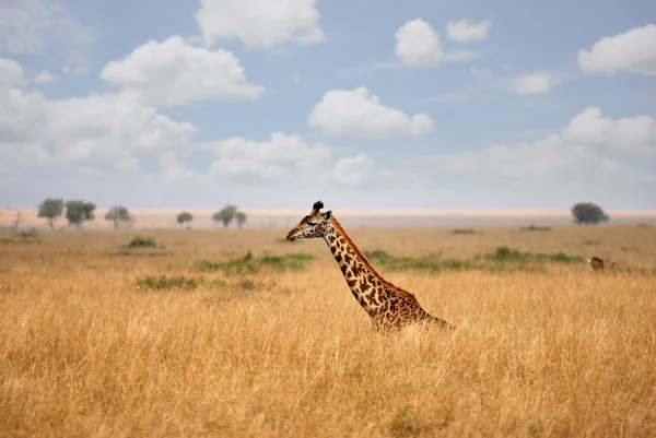 Giraffe i den afrikanske savanne - Stock-foto