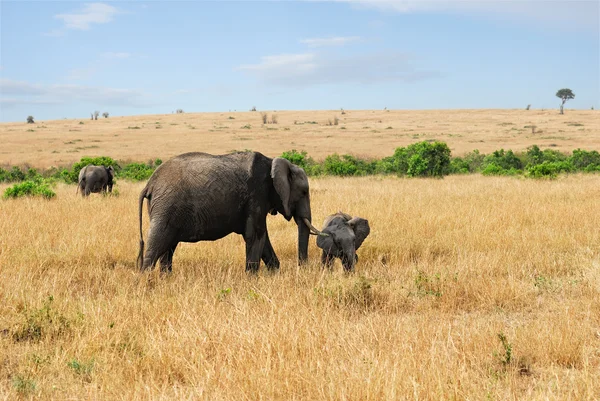 Éléphant avec bébé — Photo