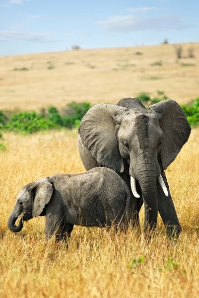 Elefante con bebé — Foto de Stock